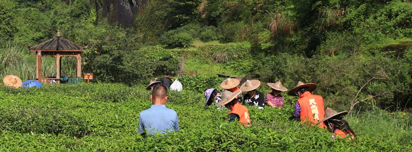武夷山茶